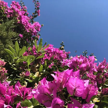 Lovers' Nest - Unita 1 Baiardo